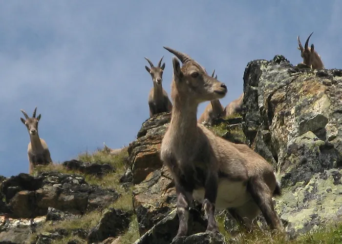Silva Peak Residences Galtuer-ischgl-tirol غالتور