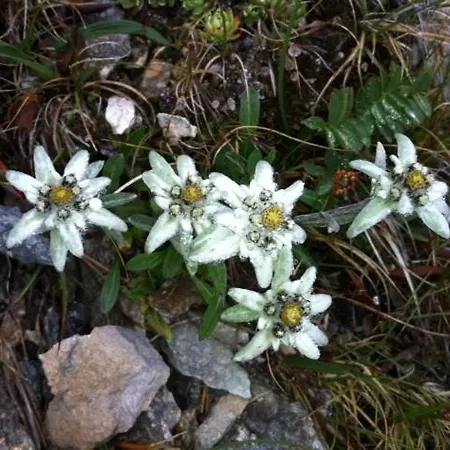 شقة فندقية Silva Peak Residences Galtuer-ischgl-tirol غالتور