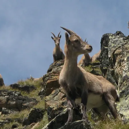 Silva Peak Residences Galtuer-ischgl-tirol غالتور